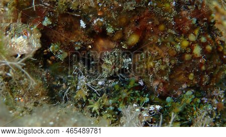 Zvonimir Blenny (parablennius Zvonimiri) Close-up Undersea In Soft Focus, Aegean Sea, Greece, Halkid