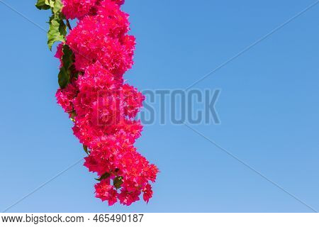 Red Bougainvillea Is A Perennial Plant Against A Blue Sky, Forming A Bunch Of Axillary Or Terminal B
