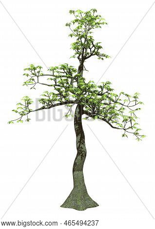 3D Rendering Pachira Aquatica Tree On White