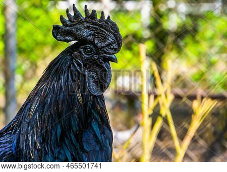 Ayam Cemani Face In Closeup, Completely Black Chicken, Rare Breed From Indonesia