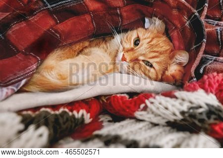 Cute Ginger Cat Sleeps In Pile Of Warm Clothes. Red Tartan Shirt And Scarf Are Folded In Disorder. F