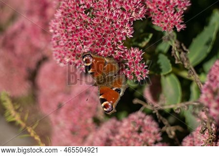 A Peacock Butterfly Is Eating On A Pink Sedum Flower - Hare Cabbage. A Flowerbed With Flowers Pollin