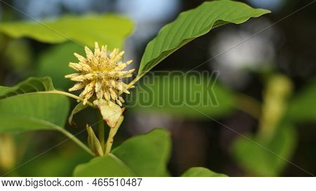 Mitragyna Speciosa Korth (kratom) Blossom On Branch