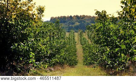 Farm, Fields Of Walnut Plantations. Rows Of Healthy Walnut Trees In A Rural Plantation With Ripening