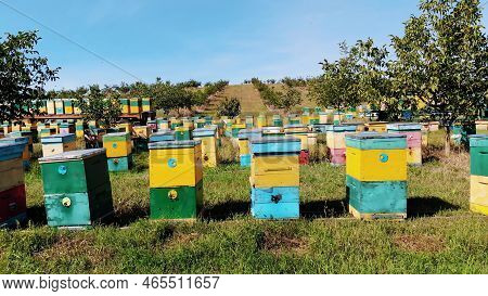 Bees In The Apiary. In The Meadow A Lot Of Bee Houses, Hives Are. Honey Production On Farm. The Bees