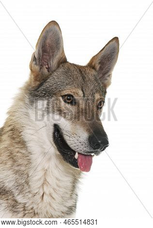 Czechoslovakian Wolf Dog In Front Of White Background