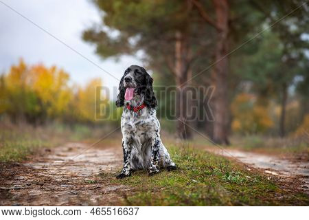 Charming Black And White Hunting Dog Breed Russian Spaniel Sits In The Autumn Forest. Soft Focus. Se
