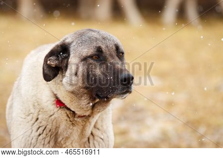 Anatolian Shepherd Dog In Winter. Livestock Guardian Dog.