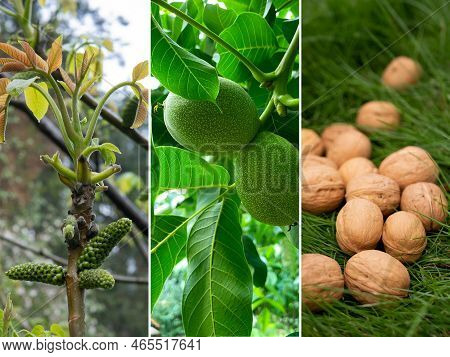 Walnut Stages Of Growth, Collage. Juglans Regia In Bloom In Spring, Full-sized Green Walnuts In Summ