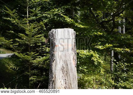 Dying Forests Due To Senseless Clearing In The Forest Tree Stump In The Forest