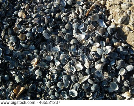 Piles Of Shells On The Beach Over The Adriatic . Various Snail Shells (few) And Mussels (usually) Th
