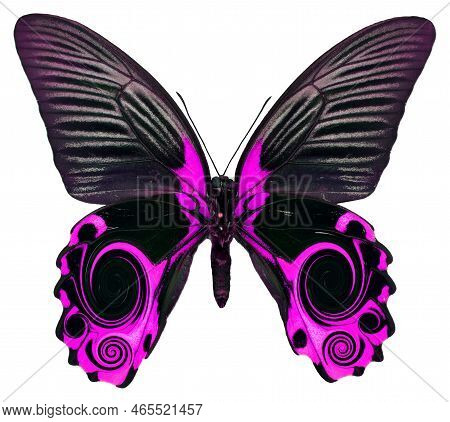 Design Element, Unusual Chinese Style Fantastic Butterfly, Purple Violet Black Swirl Patterns Isolat