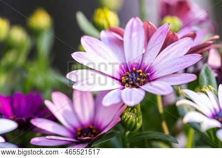 A Vibrant Beautiful Macro Portrait Of A Soprano Light Purple African Daisy Or Osteospermum. The Zoom