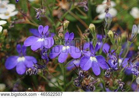 Blue Lobelia, Lobelia Erinus Of Unknown Variety, Flowers In Close Up With A Blurred Background Of Le