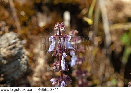 Flower Of Plectranthus Lanuginosus, In East Africa.