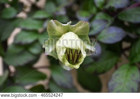 Close Up Of Cup-and-saucer Vine (cobaea Scandens)