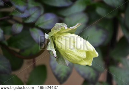 Close Up Of Cup-and-saucer Vine (cobaea Scandens)
