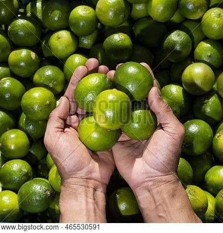 Citrus X Aurantiifolia - Lemon Lime In The Hands Of The Farmer In The Colombian Market Square