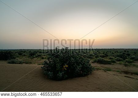 View Of Thar Desert Sand Dunes , Pre Dawn Light Before Sun Rise. Rajasthan, India. Akondo, Calotropi