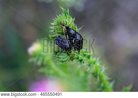 Mourning Rosebug (oxythyrea Funesta) On A Milk Thistle.