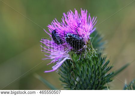 Mourning Rosebug (oxythyrea Funesta) On A Milk Thistle.