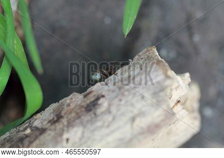 A Wolf Spider, Lycosidae Sitting On A Piece Of Wood.
