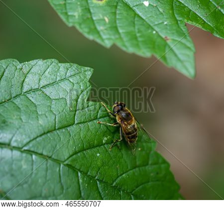 A Bee Sits On A Leaf Of A Tree.