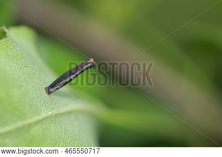Perhaps The Pupa Of A Moth On The Underside Of A Tree Leaf.