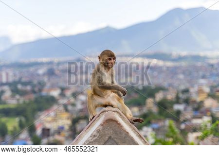 Monkey In Swayambhunath Stupa, The Monkey Temple, In Kathmandu, Nepal