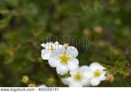 Shrubby Cinquefoil Abbotswood Flower S In The Spring