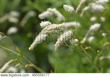 White Oriental Burnet Flowers In The Garden
