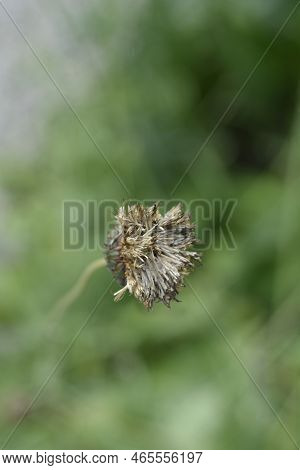 Single-flowered Sawwort Seed Head In The Spring