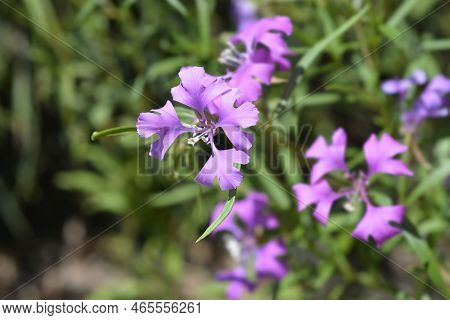 Pinkfairies Flowers In The Garden In Spring