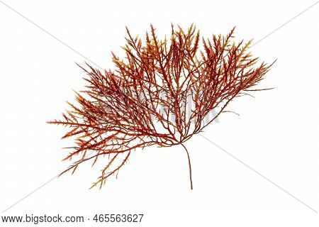 Red Algae Or Rhodophyta Branch Isolated Transparent Png