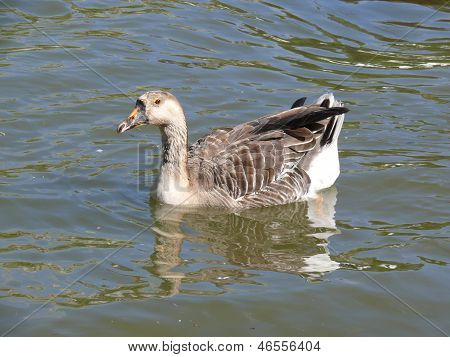 Duck