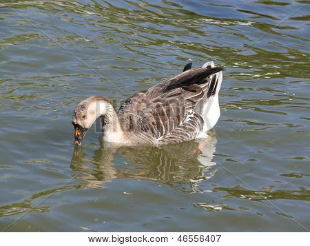 Duck