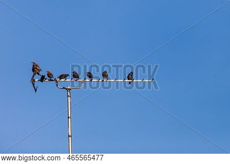 Several Small Birds Perched On Antenna On Blue Summer Day