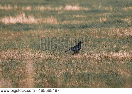Lonesome Blackbird In Field Alert For Food
