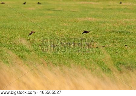 Lots Of Small Birds Hiding In The Grass Field