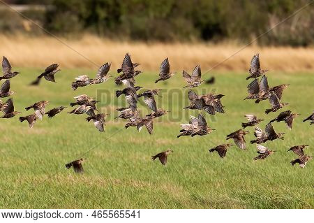 Flock Of Birds Flying Out Of The Shrubs