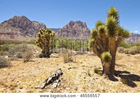 Red Rock Canyon Cactus puita Nevada.