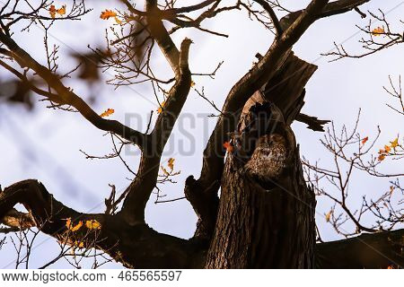 An Owl In A Perfect Hole In A Tree. Hiding In Plain Sight