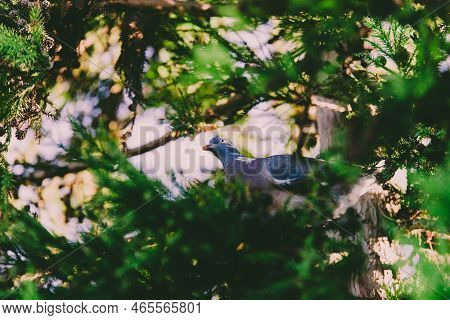 Pigeon Nestled In Between The Branches Of The Tree