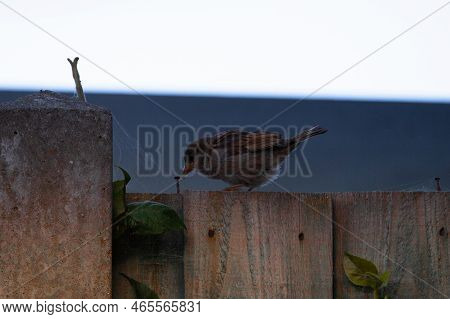 Small Bird Standing On Fence Panel. Blue Hour Of A Summers Day, One Of The Last Birds To Be Out And 