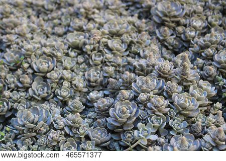 Beautiful Succulents In The Autumn In The Garden