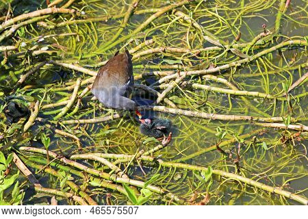 Moorhen Feeding Her Chicks Standing On Waterweed