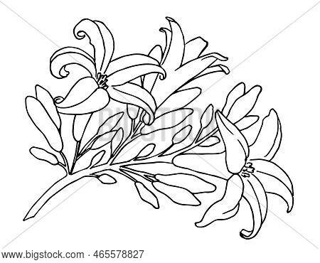 Sketch Of Blooming Floral Branch. Hand Drawn Vector Illustration With Papaya Flower Or Lily In Line 
