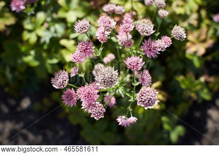 Pink Astrantia Flowers. Astrantia Major Moulin Rouge.