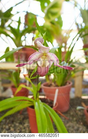 Pink Flowers Of Phragmipedium Schroederae Var Roseum From The Orchid Family In The Garden. Summer An