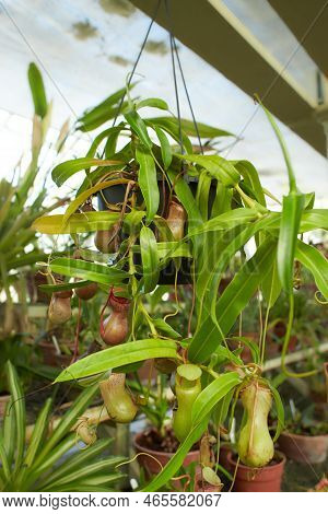 Red Flowers Of Carnivorous, Nepenthes \'st.pacificus, Nepenthes Ventrata In The Garden. Summer And S